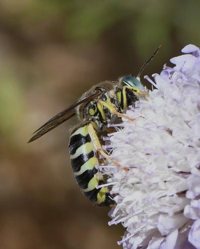 Réf. 234 145 : Bembix zonata